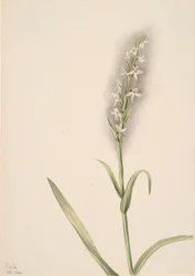 Zonder Titel - Plant Studie, 1904