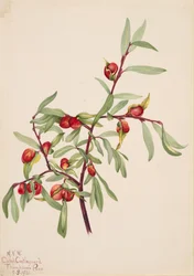 Zonder titel - Plantstudie