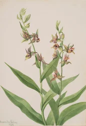 Naamloos--Plantenstudie