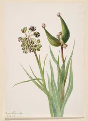 Zonder titel - Plantstudie, 1939