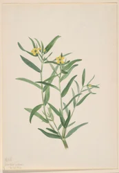 Zonder titel (Bloemstudie)