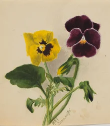 Zonder titel (Viooltjes)