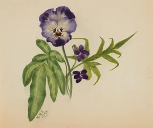 Zonder titel (Viooltje)