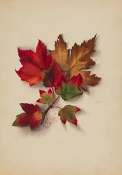 Zonder Titel Herfstbladeren