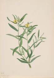 Ongenoemde Bloemenstudie, 1923
