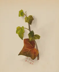 Zonder Titel Klimop, 1874