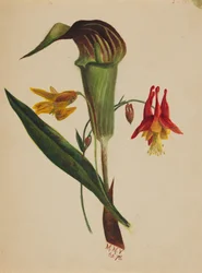 Zonder titel Jack in de preekstoel, 1876