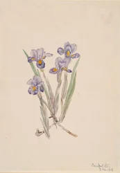 Voorjaarsiris Iris verna