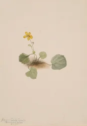 Viola orbiculata