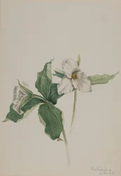 Wakkerborstje (Trillium grandiflorum)