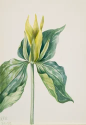Wake-Robin Trillium underwoodii, 1937