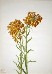 Muurbloem Erysimum wheeleri, 1937