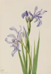 Blauwe vlag (Iris missouriensis)