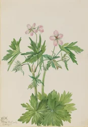 Westelijke Ooievaarsbek Geranium viscosissimum, 1925