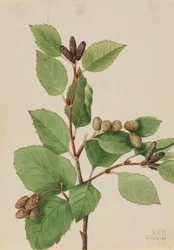 Westerse groene els Alnus sinuata