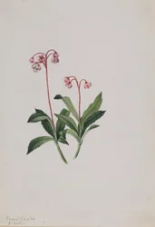 Westelijke pipsissewa (Chimaphila umbellata)