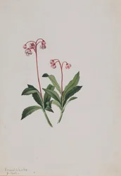Westelijke Pipsissewa Chimaphila umbellata, 1902