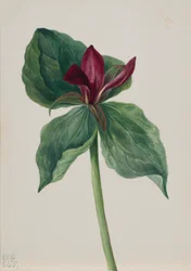 Regenwulp (Trillium H.)