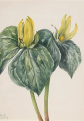 Whippoorwill Bloem Trillium hugeri, 1937