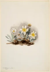 White Dryad (Dryas octopetala)
