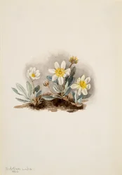 Witte dryade Dryas octopetala