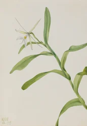 Witte epidendrum (Epidendrum nocturnum)
