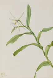 Witte Epidendrum Epidendrum nocturnum