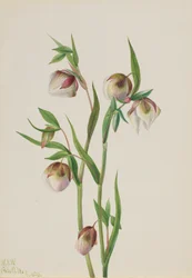 Witte feeënlantaarn Calochortus albus