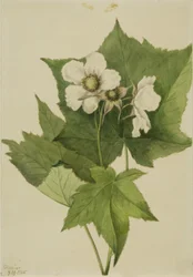 Witbloeiende framboos (Rubus parviflorus)