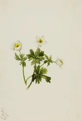 Witte zonnehoed (Trollius albiflorus)