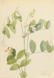 Witte erwt (Lathyrus ochroleucus)