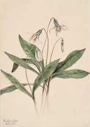 Witte forellelie Erythronium albidum (1919)