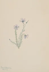 Wilde vlas Linum lewisii, 1919