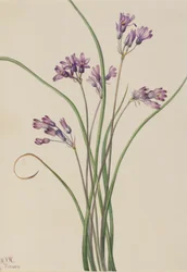 Wilde hyacint (Brodiaea pulchella)
