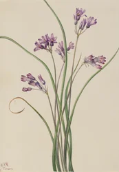 Wilde Hyacint Brodiaea pulchella, 1927