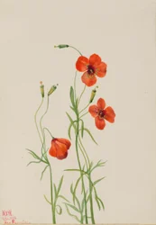 Windpapaver (Stylomecon heterophylla)