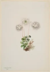 Bosnimf (Moneses uniflora)
