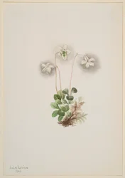 Bosnimf Moneses uniflora, 1902