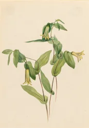 Hout Merrybells Uvularia perfoliata