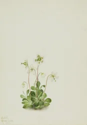 Bosnimf (Moneses uniflora)