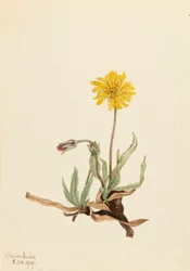 Wollige Agoseris Agoseris villosa