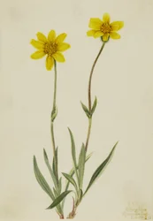 Wollige arnica (Arnica tomentosa)