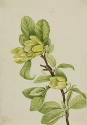 Gele komkommerboom (Magnolia cordata)