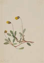 Gele Dryade (Dryas drummondii)