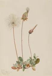 Gele Dryade (fruit) (Dryas drummondii)