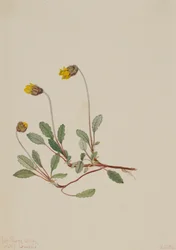 Gele Dryade Dryas drummondii, 1904