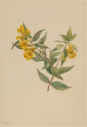 Gele Jessamine (Gelsemium sempervirens)