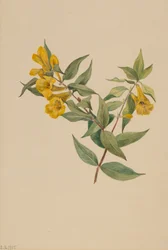 Gele Jasmijn Gelsemium sempervirens, 1905