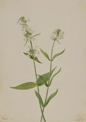 Gele Pentstemon Pentstemon confertus