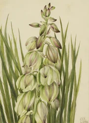 Yucca (Yucca baileyi)